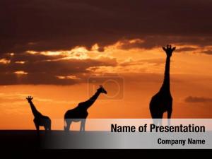 Savanna Sundown PowerPoint Template