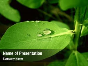 New Green Leaf