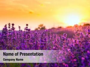 Field Flowers PowerPoint Template