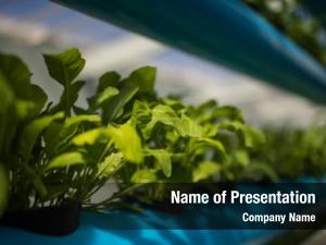 Modern Agriculture PowerPoint Template