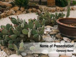 Sharp and Prickly PowerPoint Template
