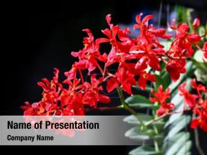 Red Orchid PowerPoint Template