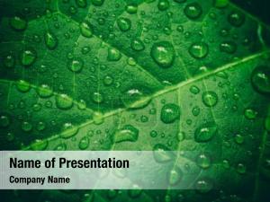 Wet Leaf PowerPoint Template