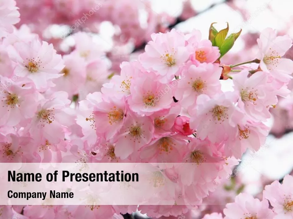 Blooming Cherry Tree