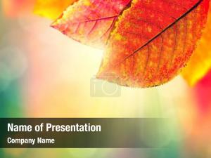 Autumn Leaves and Sunbeams PowerPoint Template