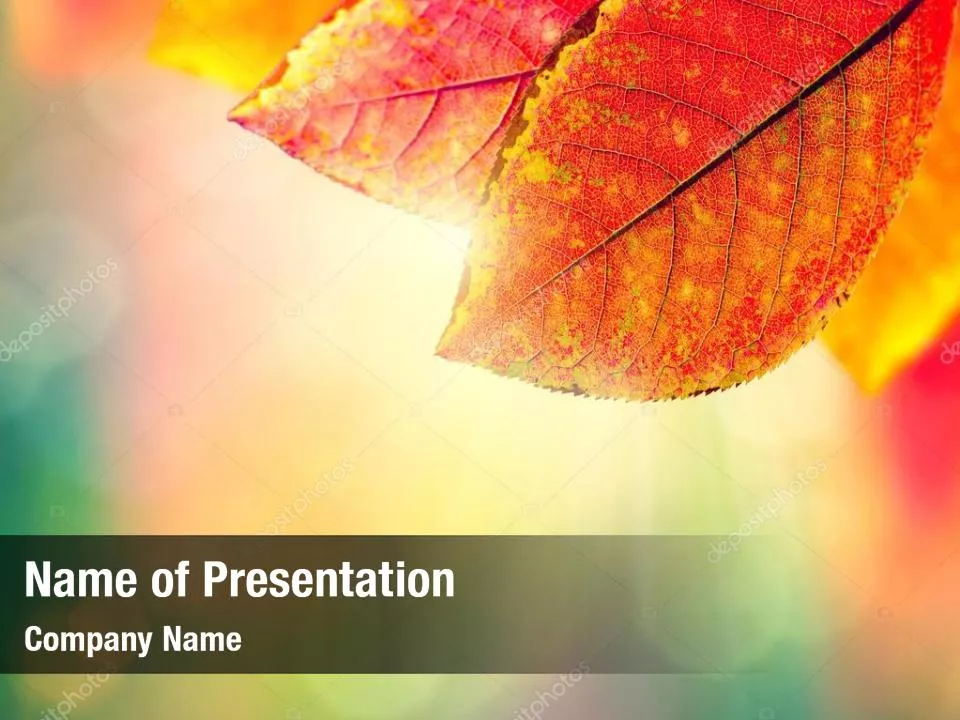 Autumn Leaves and Sunbeams