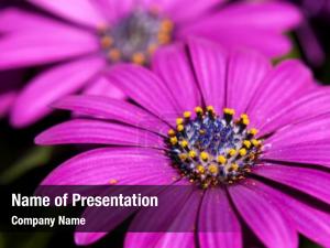 African Daisy PowerPoint Template