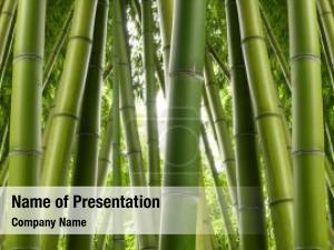 Bamboo Grove PowerPoint Template