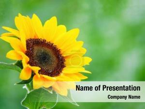 Sunflower In Green