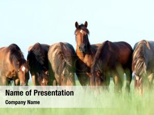 Horses PowerPoint Template