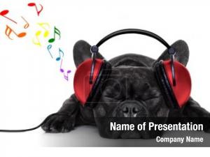 Dog french bulldog listening music