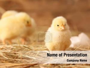 Hatched Chicken PowerPoint Template