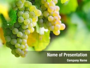 White Grape