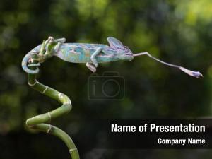 Predator and Prey PowerPoint Template