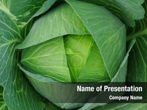 Fresh Cabbage