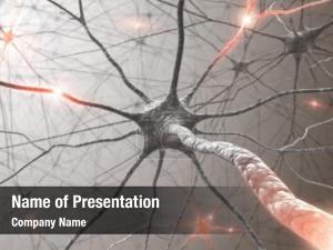 Nervous System