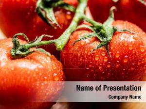 Wet Tomatoes PowerPoint Template