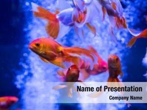 Fish Theme Background