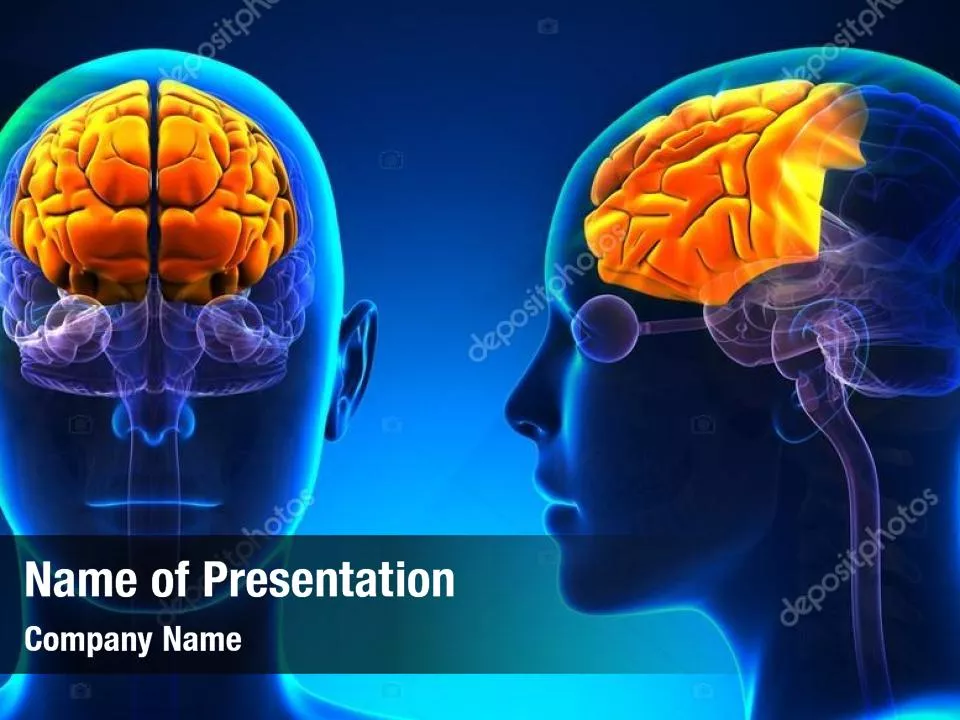 Human Brain Frontal Lobe