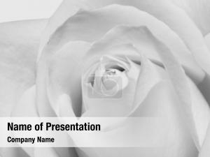 White beautiful black roses macro PowerPoint Template