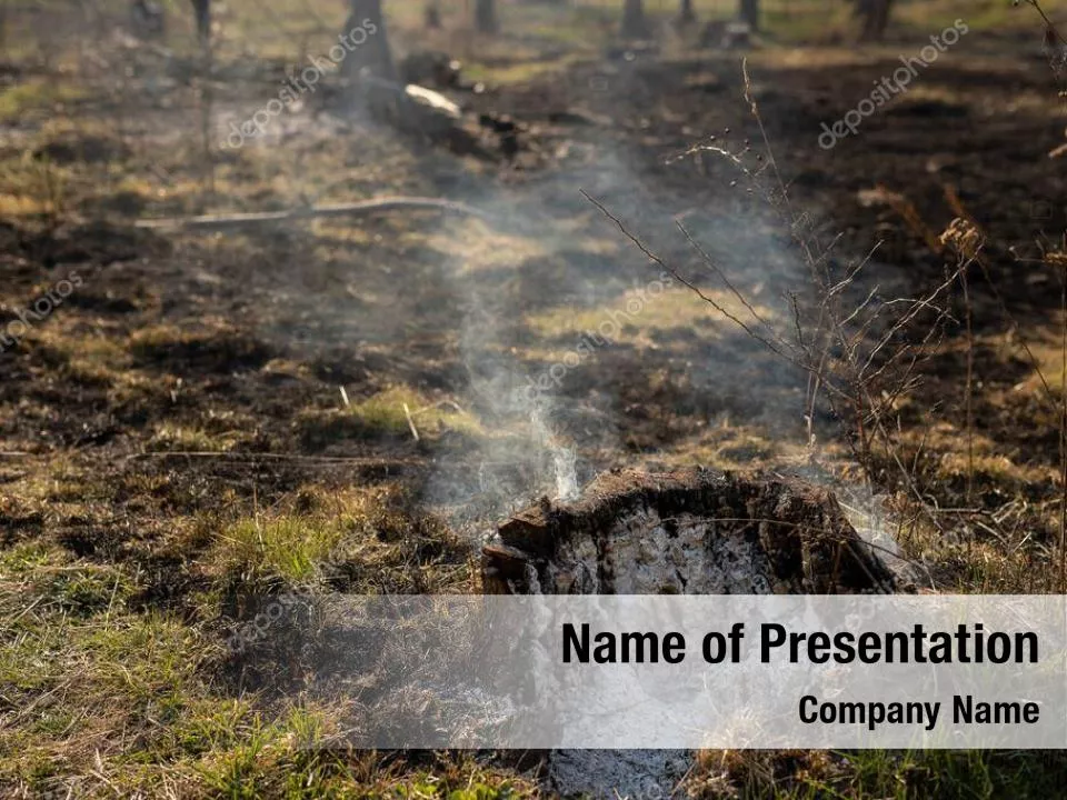 Effects of Forest Fire