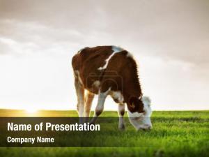 Grazing Cow PowerPoint Template