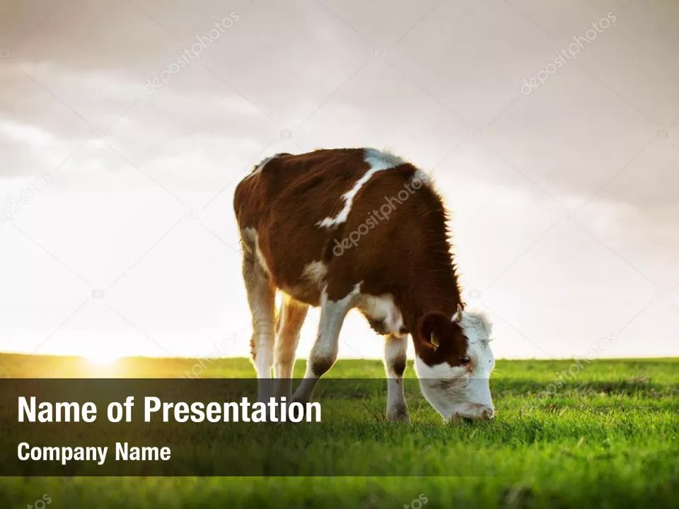 Grazing Cow