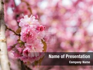 Blooming Tree PowerPoint Template