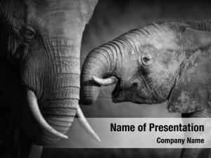 Wild Animals PowerPoint Template