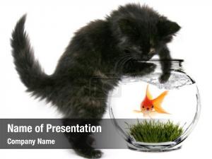 Cat and Fish PowerPoint Template