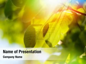 Sun Light PowerPoint Template
