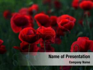 Poppy Field PowerPoint Template