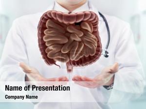 Digestive System PowerPoint Template