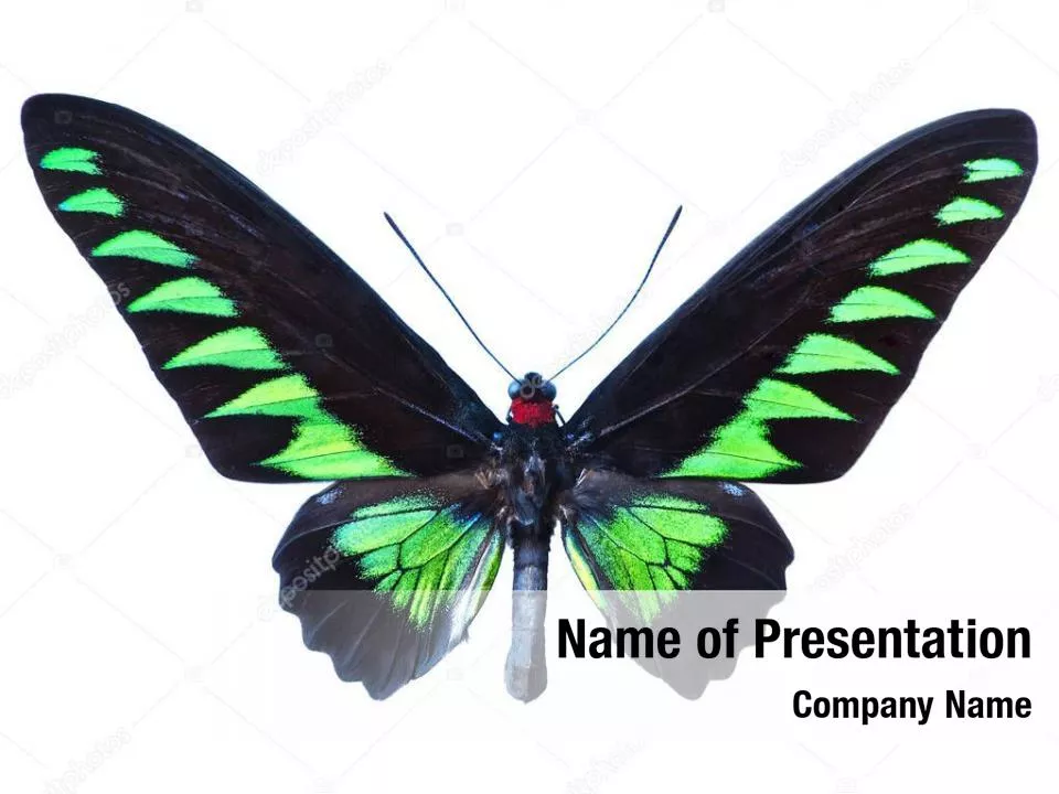 Green Butterfly Theme