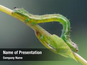 Green photography macro caterpillar plant