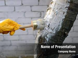 Tree Protection PowerPoint Template