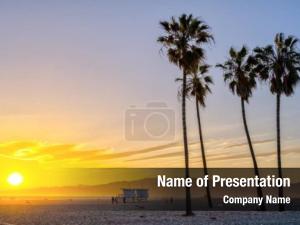 Palm Trees at the Seaside