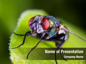 Fly PowerPoint Template