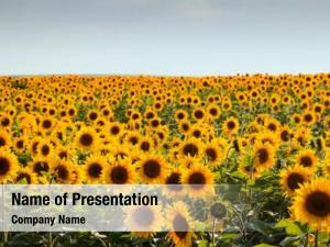 Field of Sunflowers PowerPoint Template