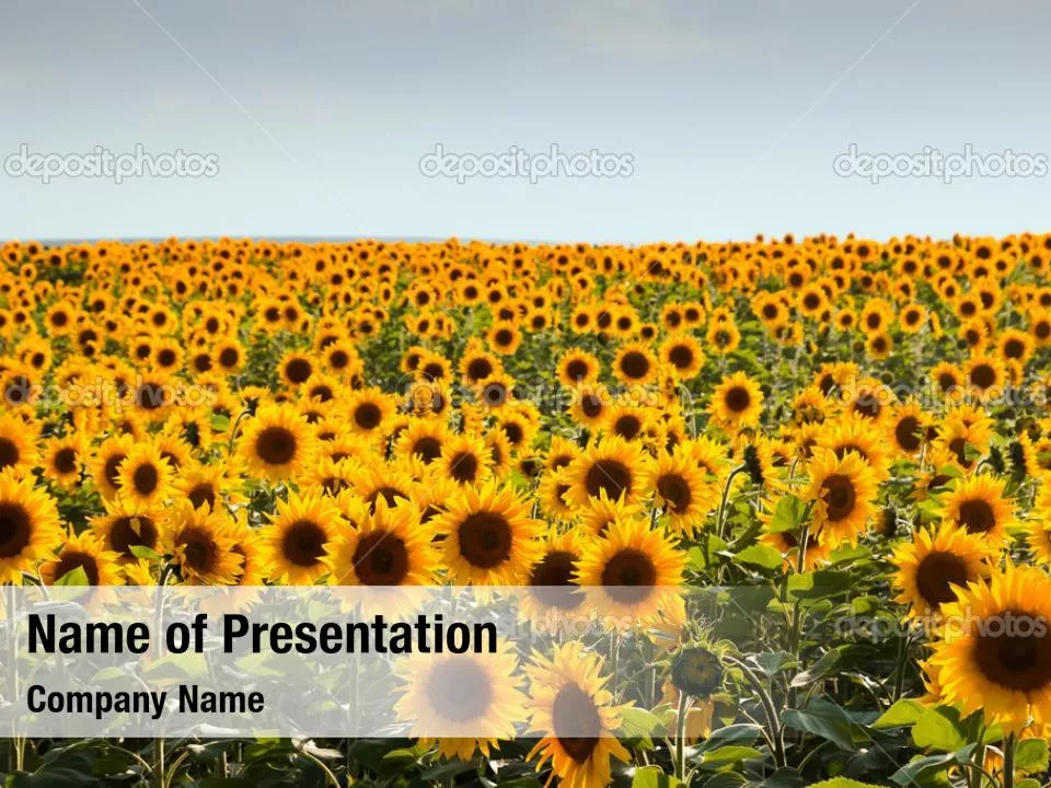 Field of Sunflowers