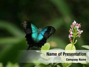 Color Butterfly PowerPoint Template