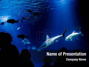 Sharks Free