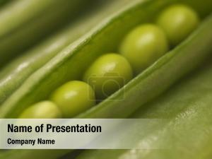 Pea Pod PowerPoint Template