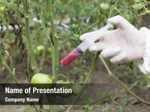 Genetically Modified Foods PowerPoint Template