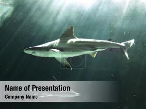 Sharks PowerPoint Template