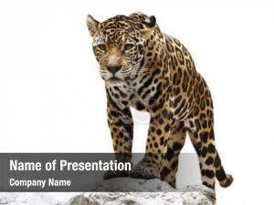 Leopard on the Rock PowerPoint Template