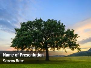 Tree On A Green Meadow PowerPoint Template