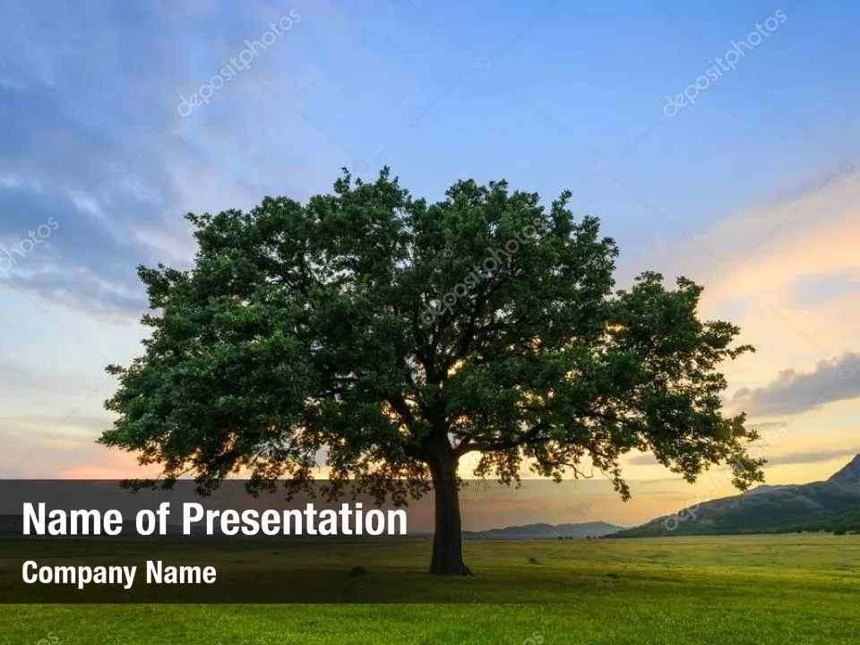 Tree On A Green Meadow