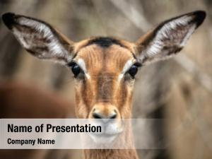 Antelope portrait impala  