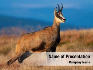 Chamois PowerPoint Template